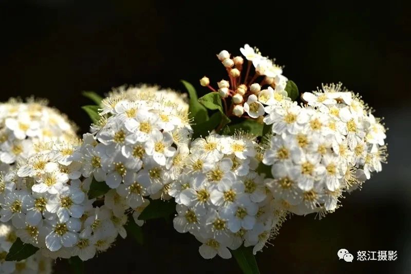 怒江游玩新去處，大密扣花開漫山野